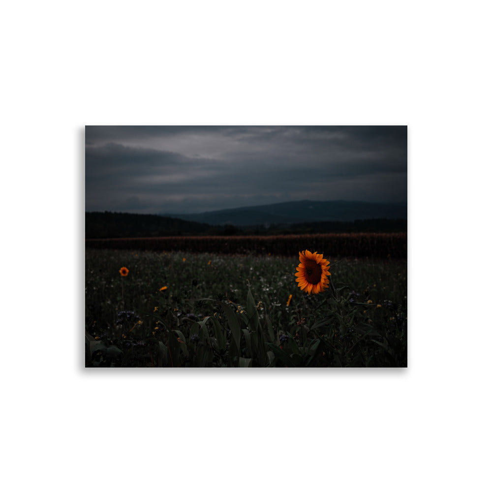 Sonnenblume am Feld Poster