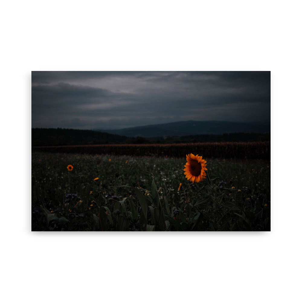 Sonnenblume am Feld Poster