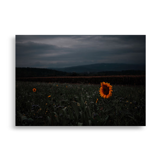 Sonnenblume am Feld Poster