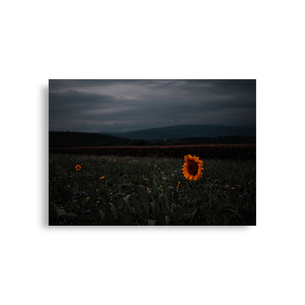 Sonnenblume am Feld Poster